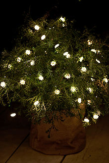 SIRIUS Sternbl�ten-Lichterkette Silke 40 warmwei�e LED-Sternbl�ten gr�nes Metallkabel, Batteriebetrieb mit Timer